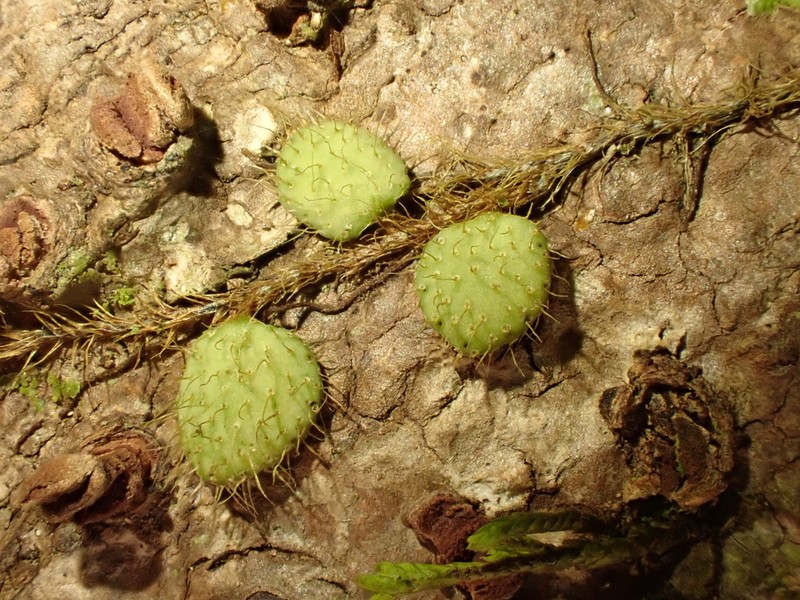 Microgramma nana photo 4