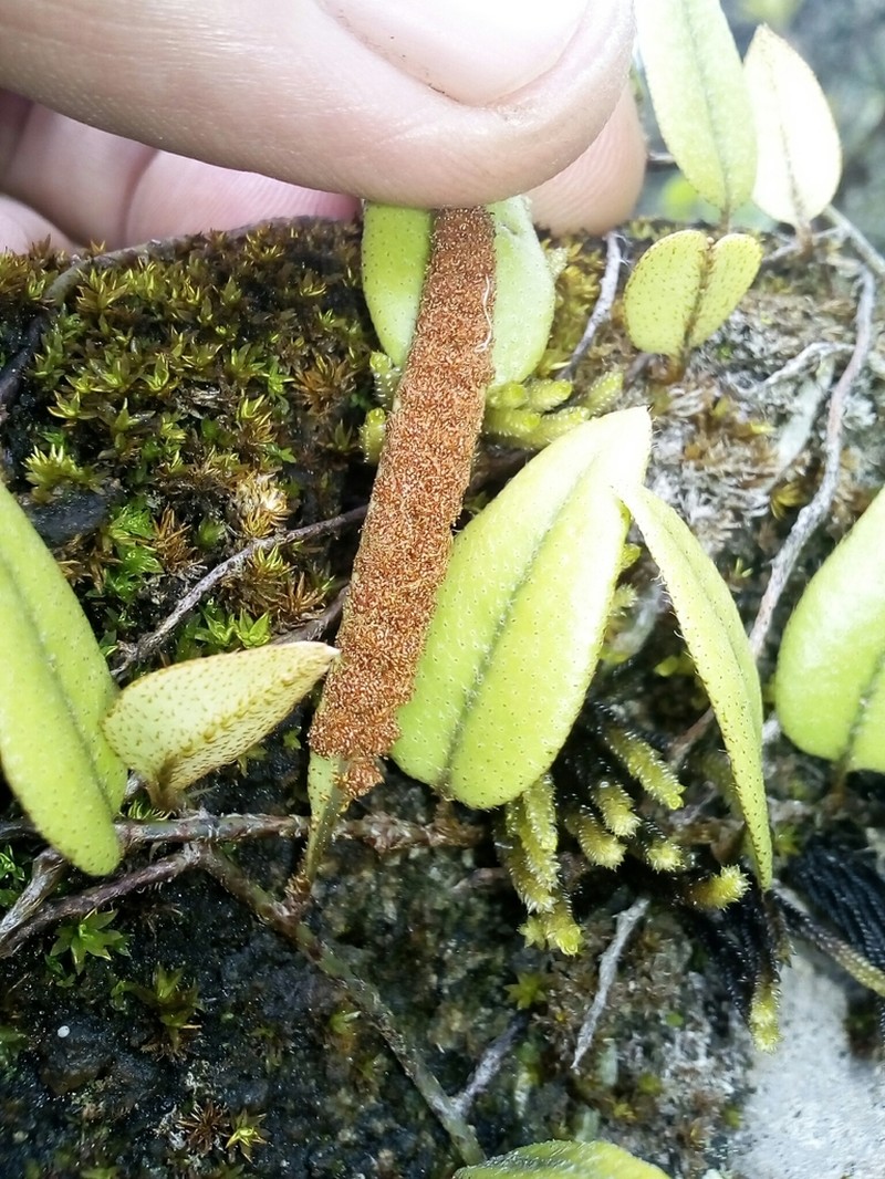 Microgramma nana photo 5