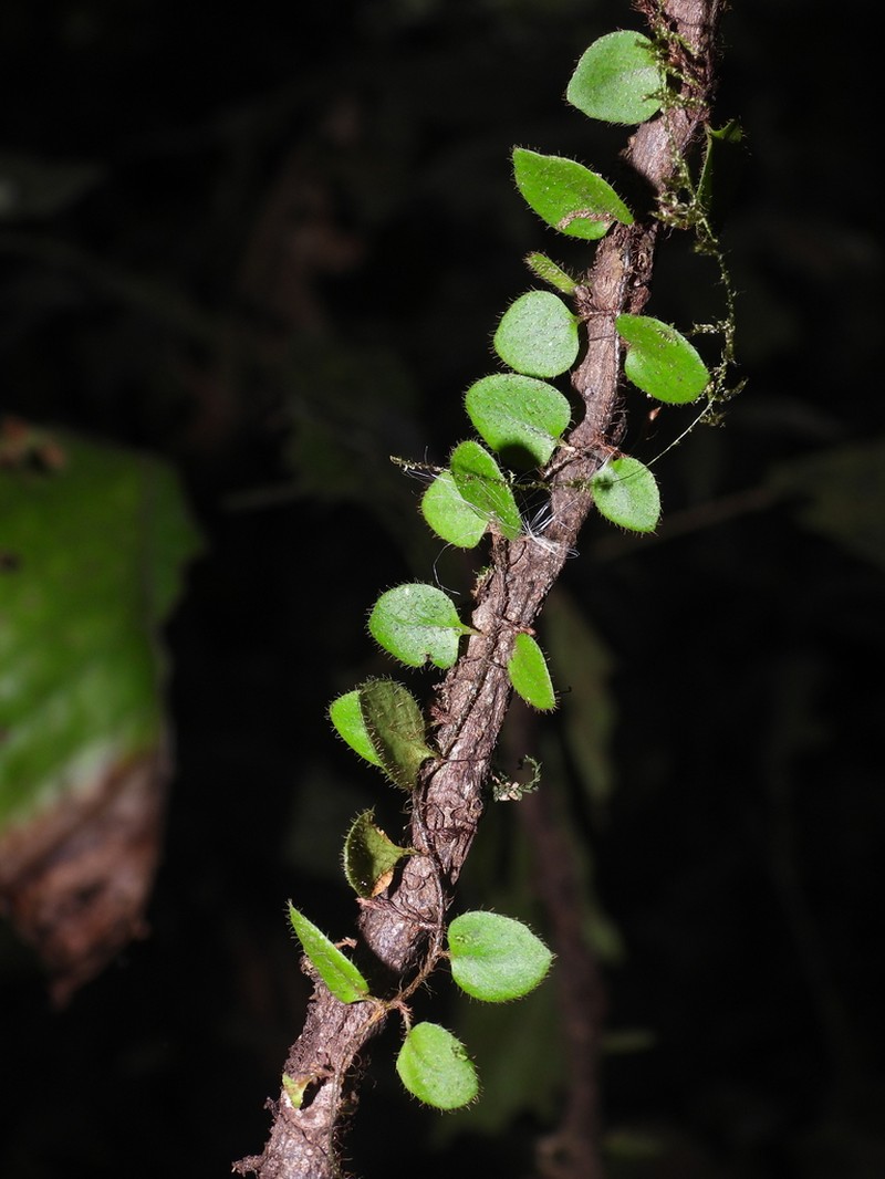 Microgramma nana photo 8