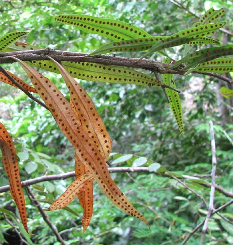 Microgramma nitida