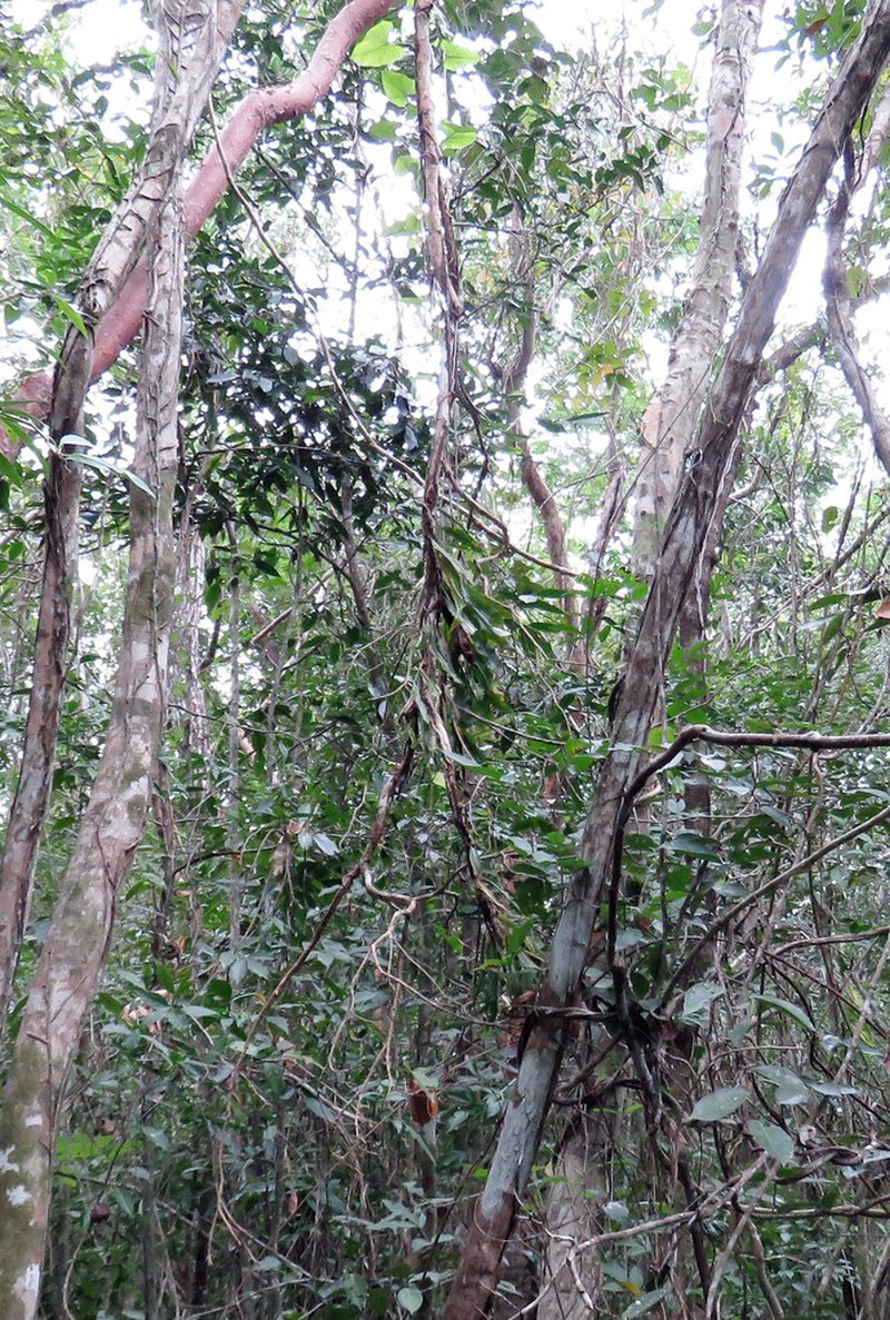 Microgramma nitida photo 2