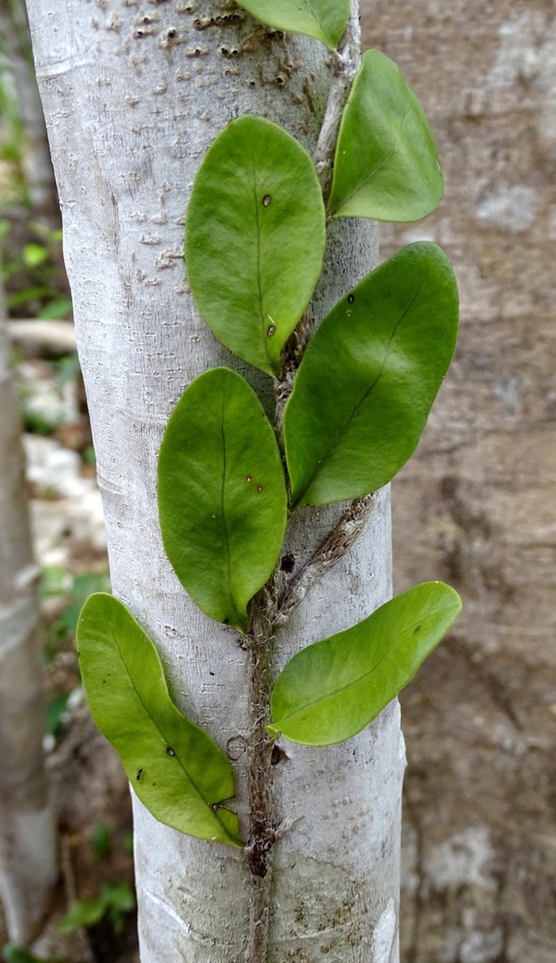 Microgramma nitida photo 3