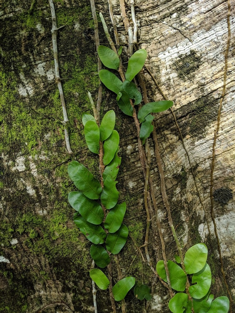 Microgramma nitida photo 4