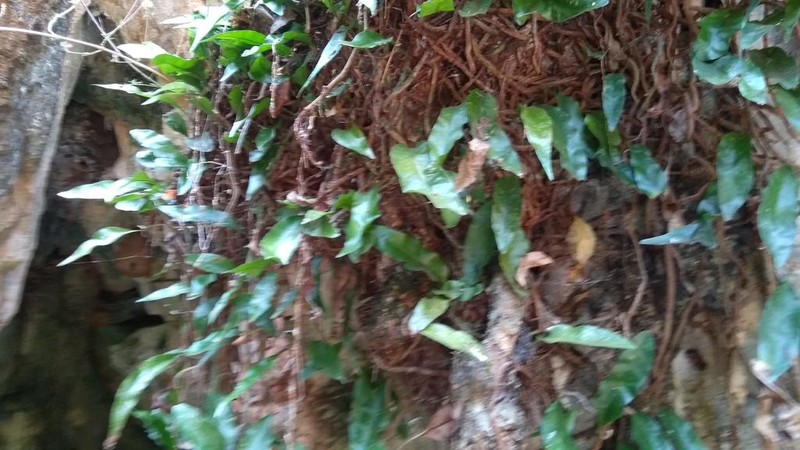 Microgramma nitida photo 5