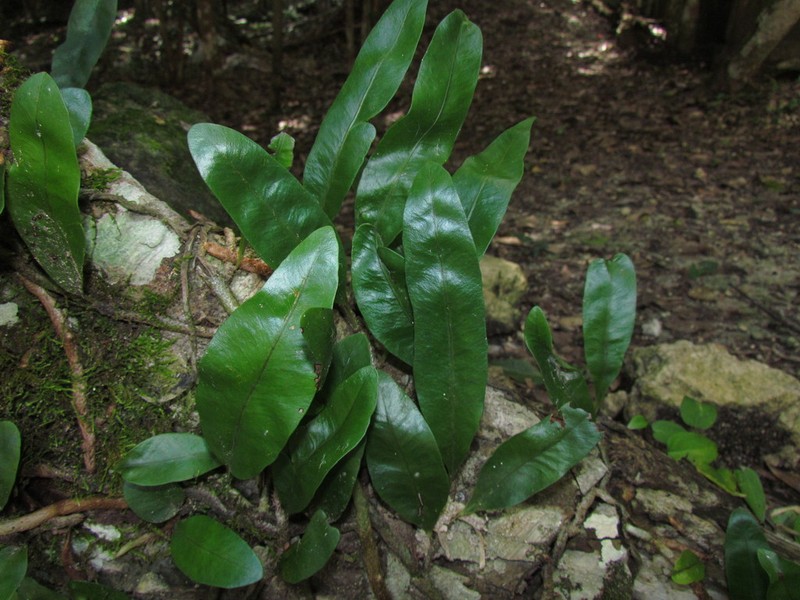 Microgramma nitida photo 6