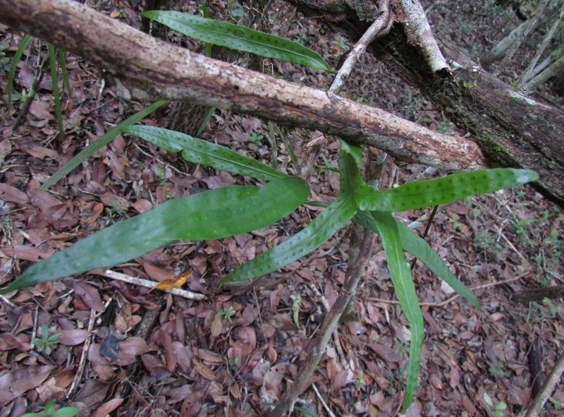 Microgramma nitida photo 7