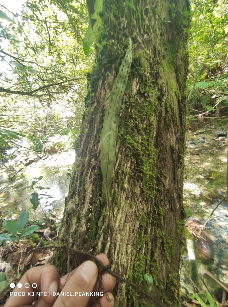 Microgramma percussa