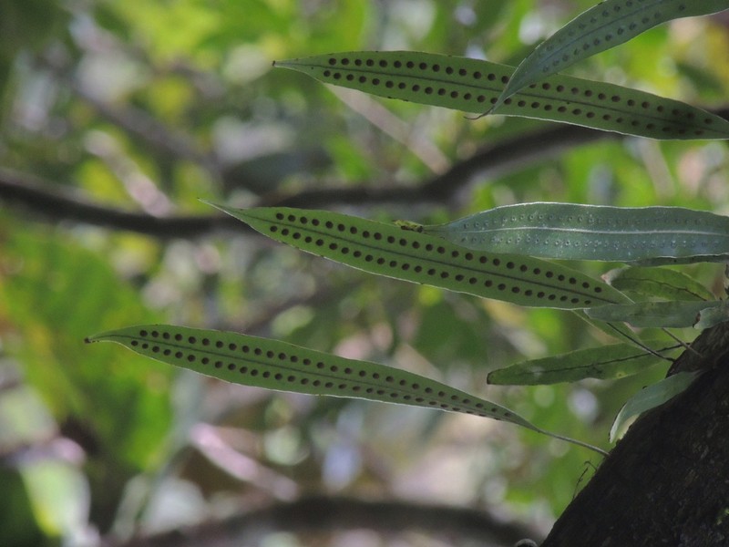 Microgramma percussa photo 2