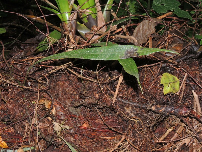 Microgramma percussa photo 3