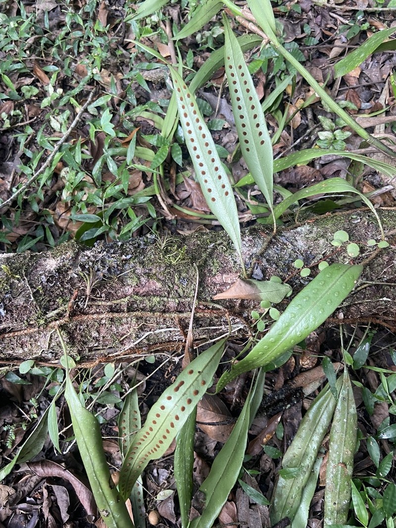 Microgramma percussa photo 4