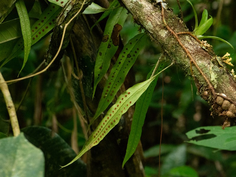 Microgramma percussa photo 5