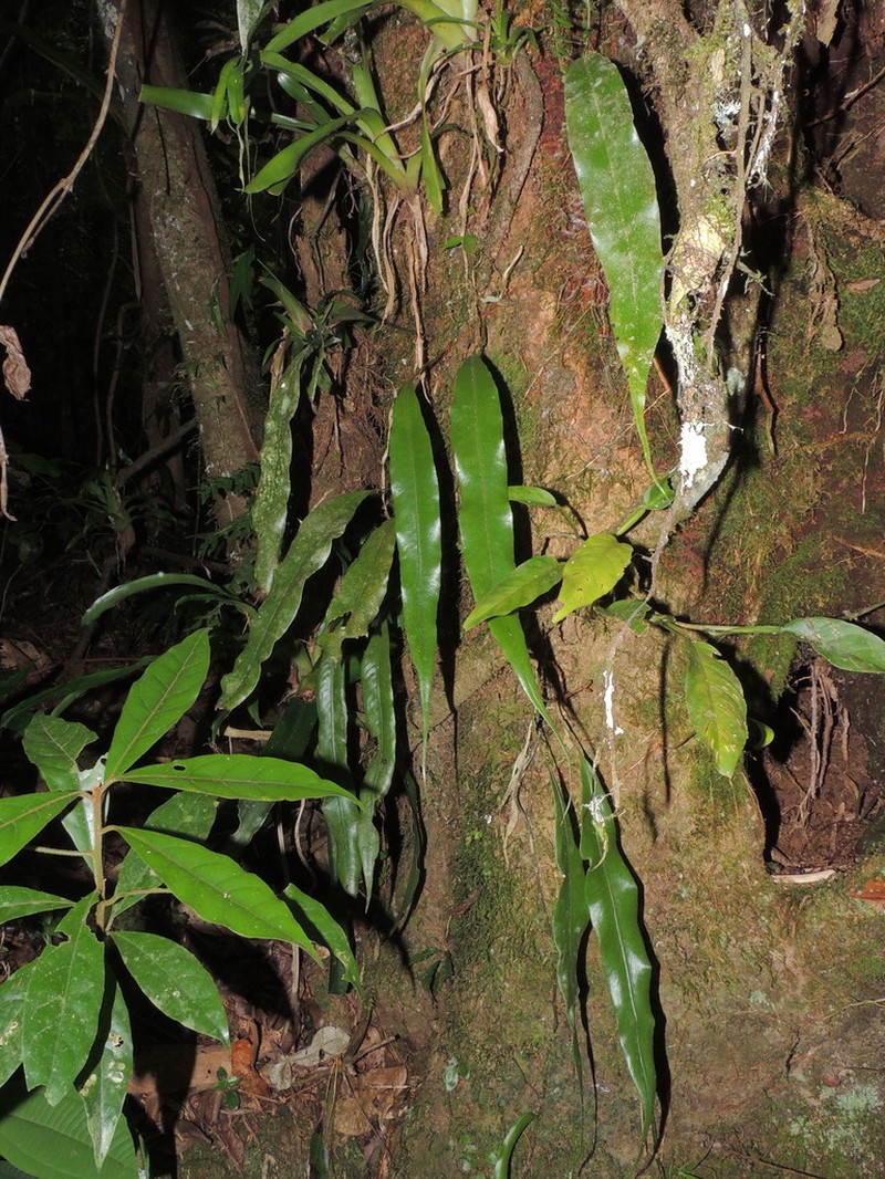 Microgramma percussa photo 6