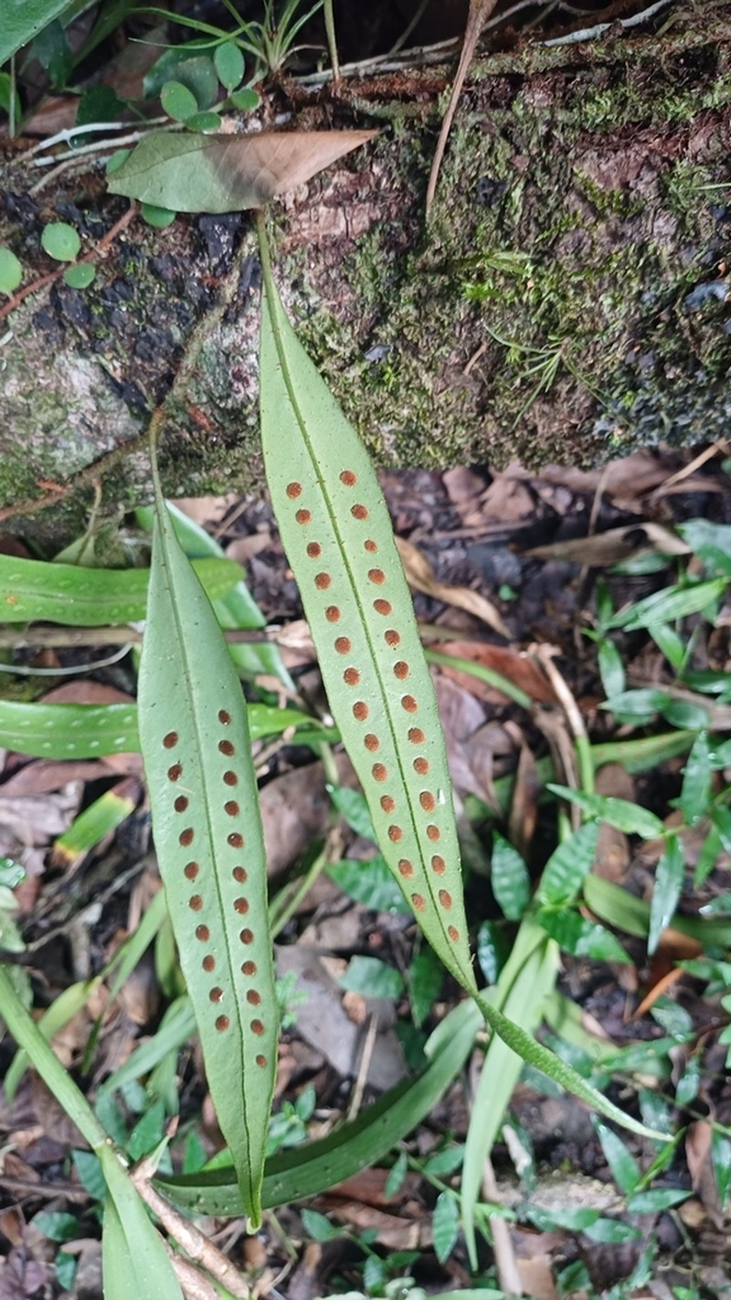 Microgramma percussa photo 8