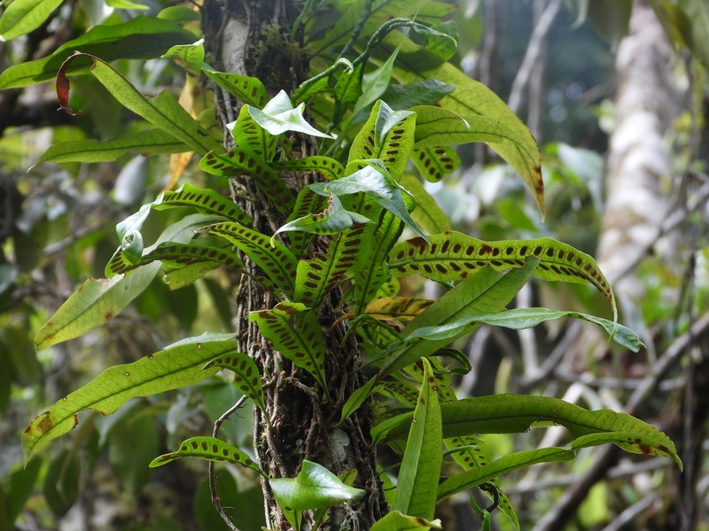 Microgramma persicariifolia