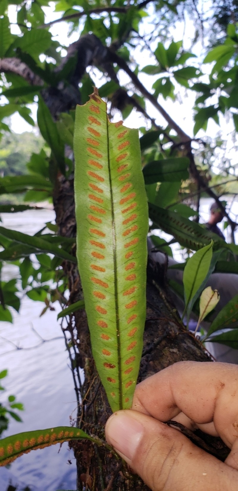 Microgramma persicariifolia photo 2