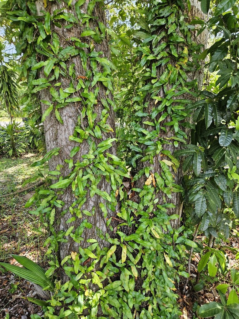 Microgramma persicariifolia photo 3