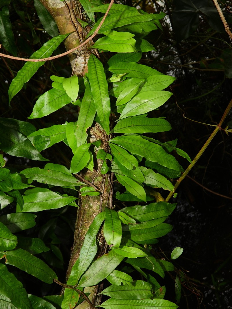 Microgramma persicariifolia photo 4