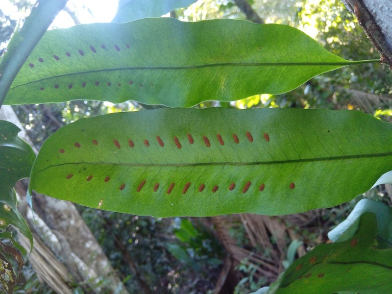 Microgramma persicariifolia photo 5