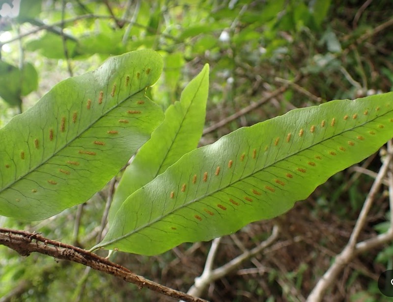 Microgramma persicariifolia photo 6