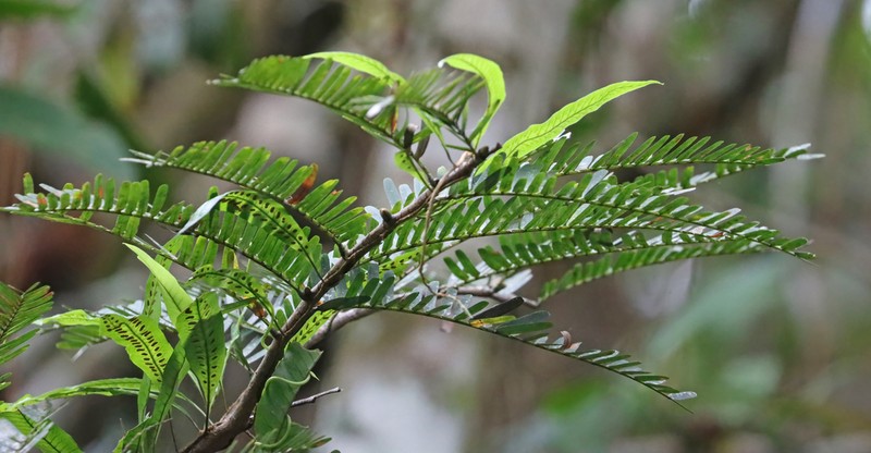 Microgramma persicariifolia photo 7