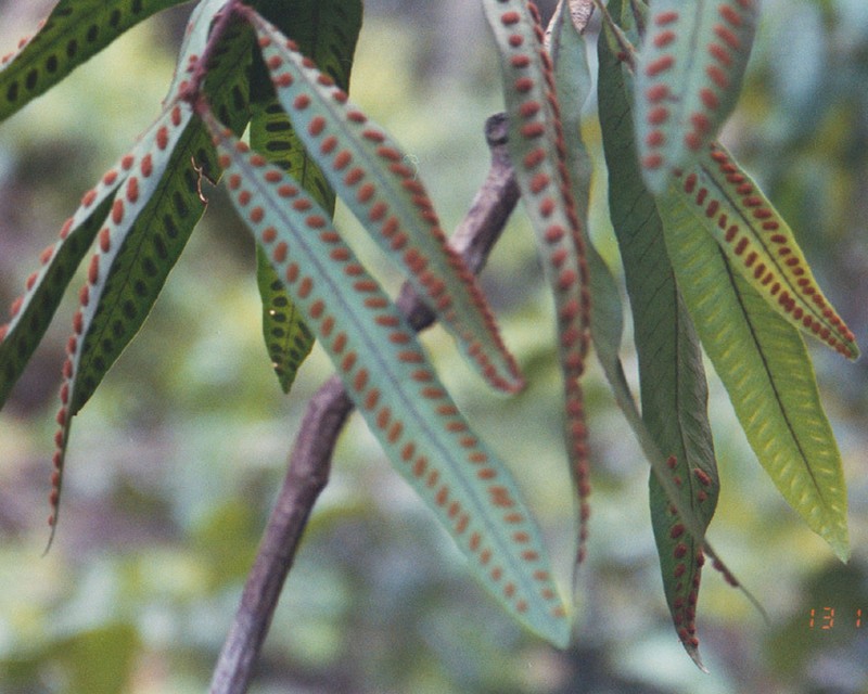 Microgramma persicariifolia photo 8