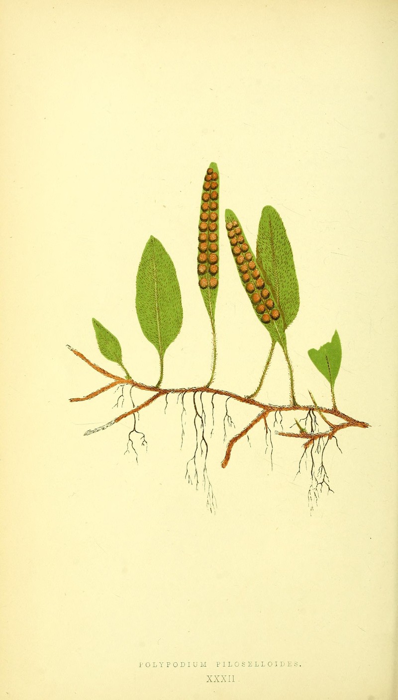 Hairy Snakefern photo 2