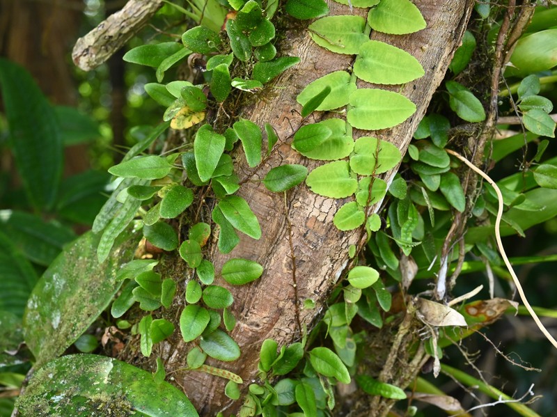 Hairy Snakefern photo 3