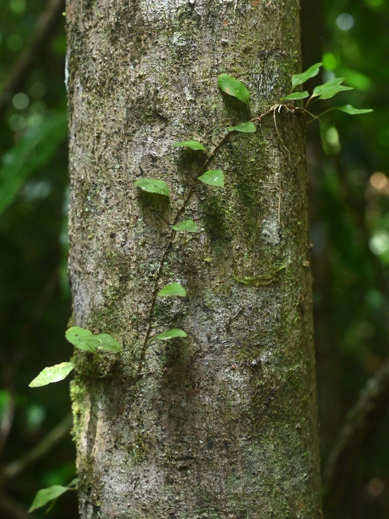 Hairy Snakefern photo 4