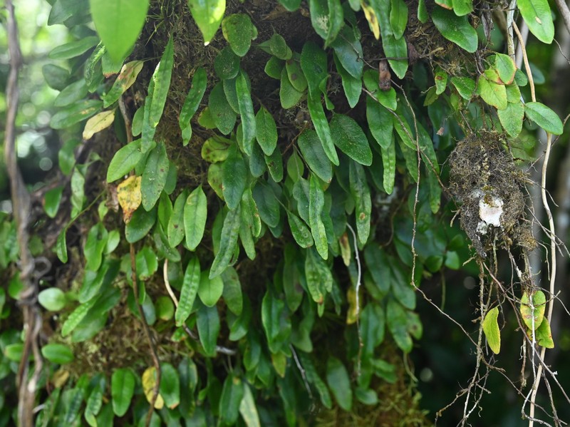 Hairy Snakefern photo 5