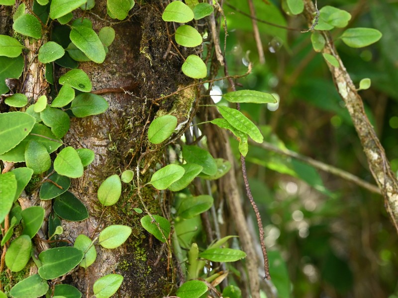 Hairy Snakefern photo 6