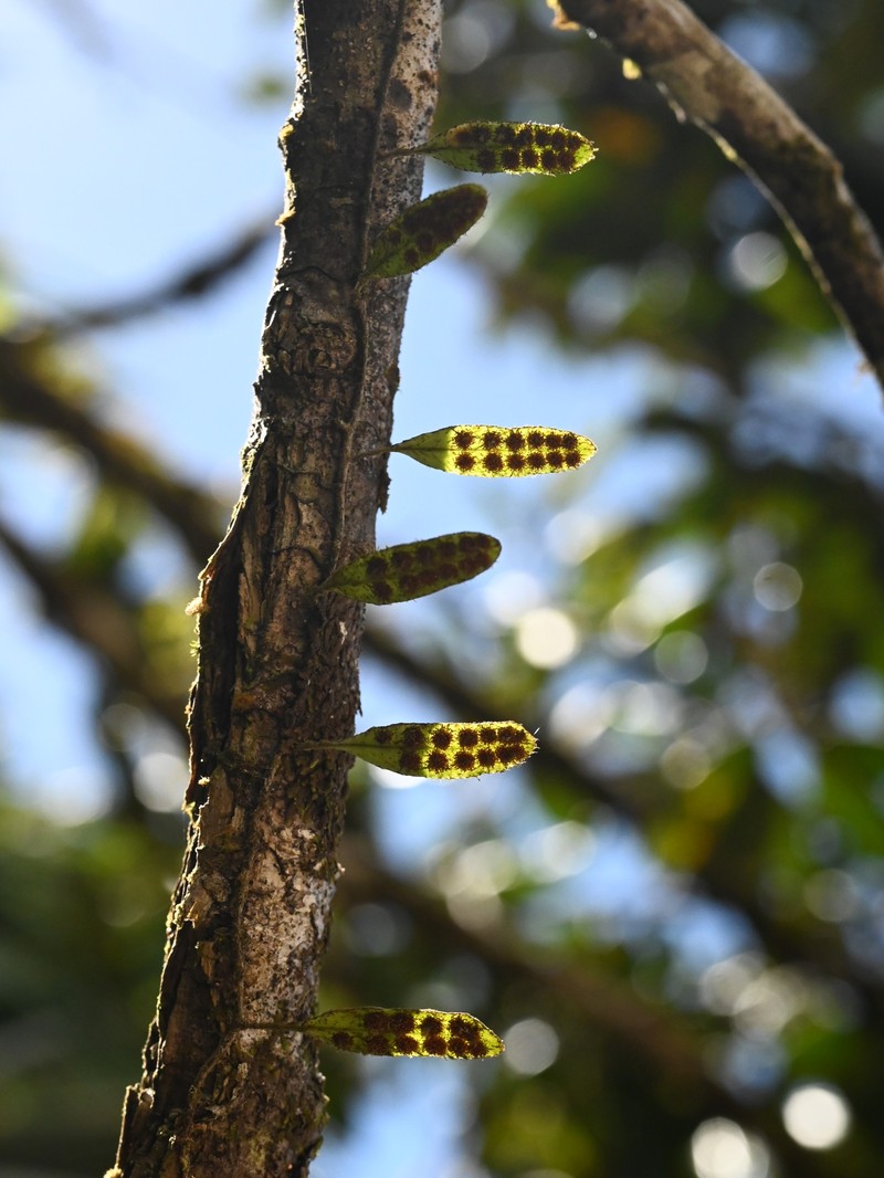 Hairy Snakefern