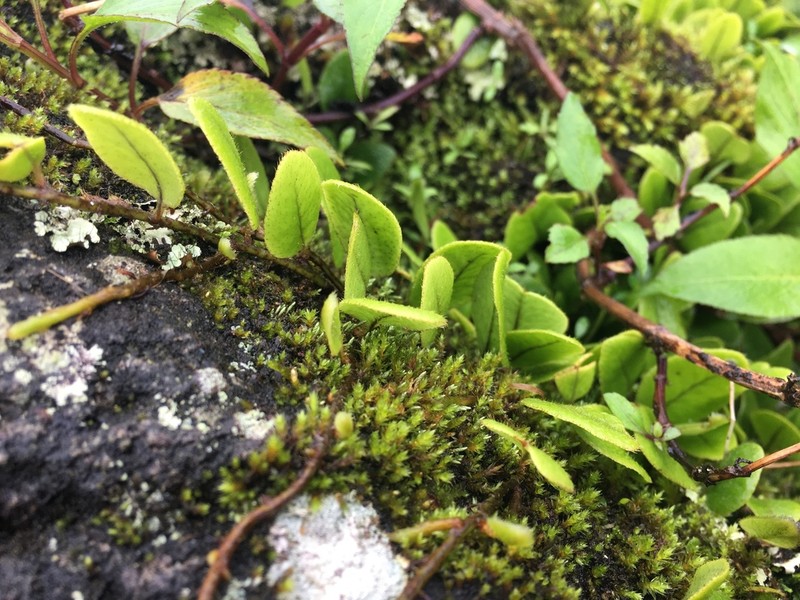 Hairy Snakefern