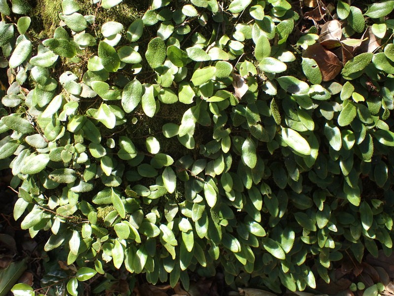 Hairy Snakefern photo 2
