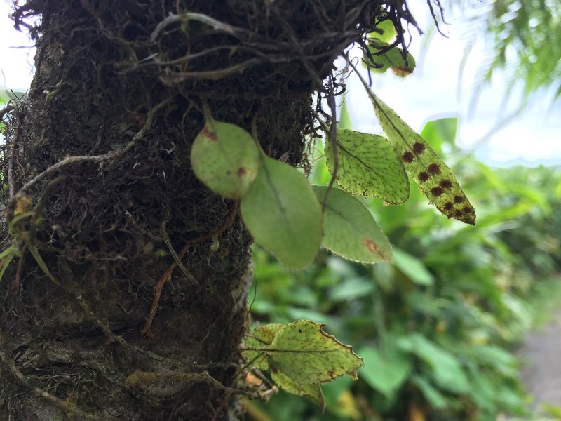 Hairy Snakefern photo 3