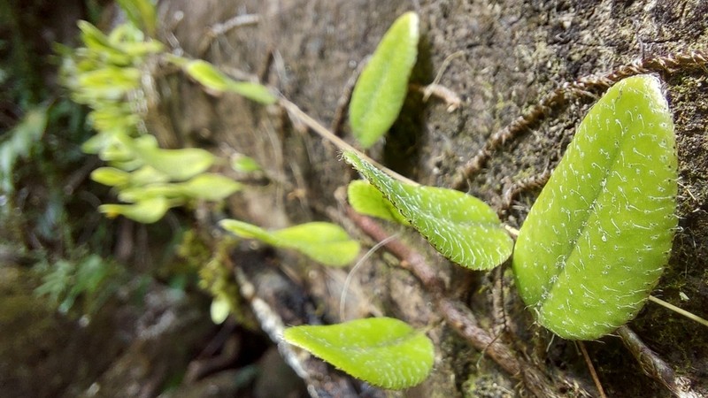 Hairy Snakefern photo 4