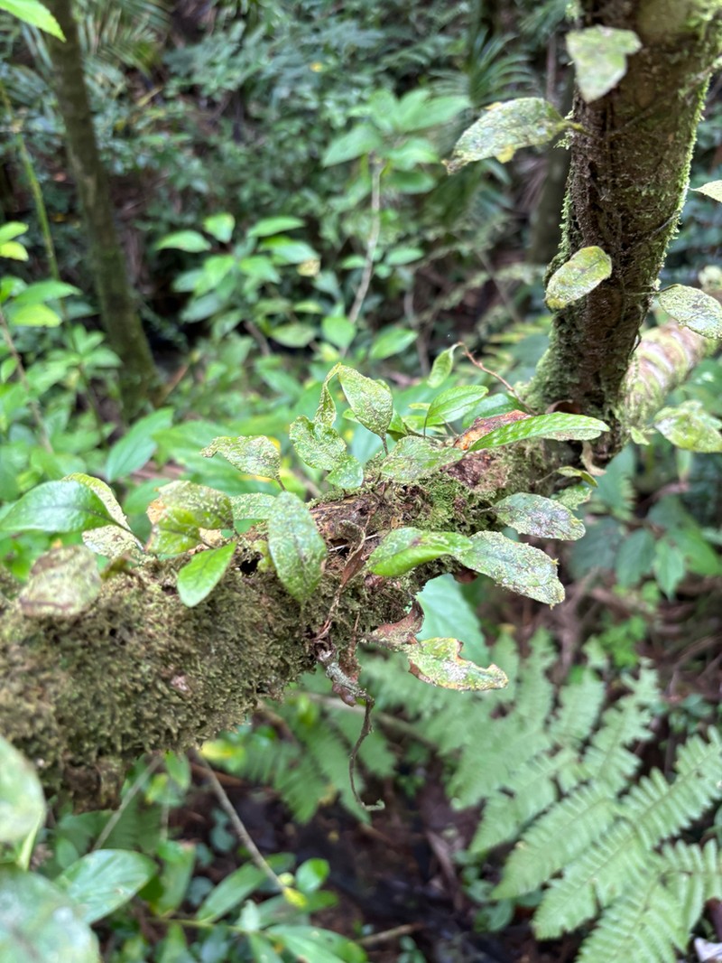 Hairy Snakefern photo 5