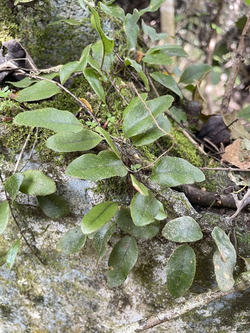 Hairy Snakefern photo 6
