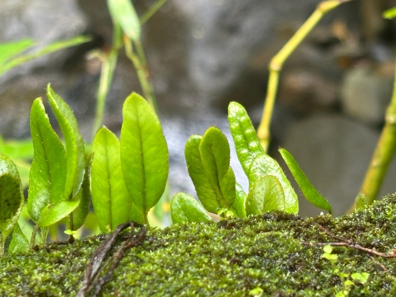 Hairy Snakefern photo 7