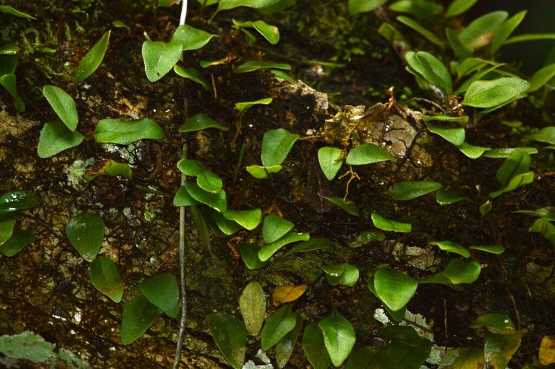 Hairy Snakefern photo 8
