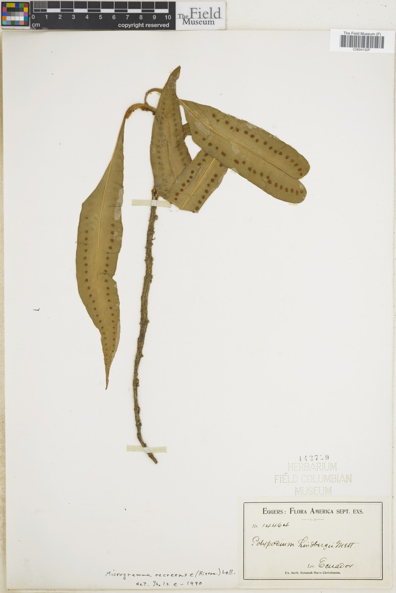 Microgramma recreense photo 4