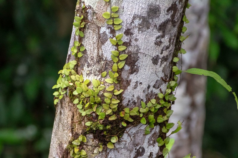 Microgramma reptans