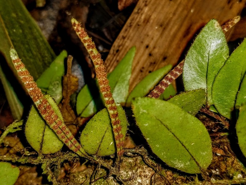 Microgramma reptans photo 2
