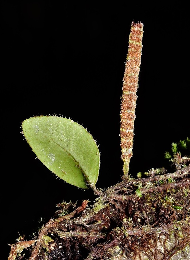 Microgramma reptans photo 3