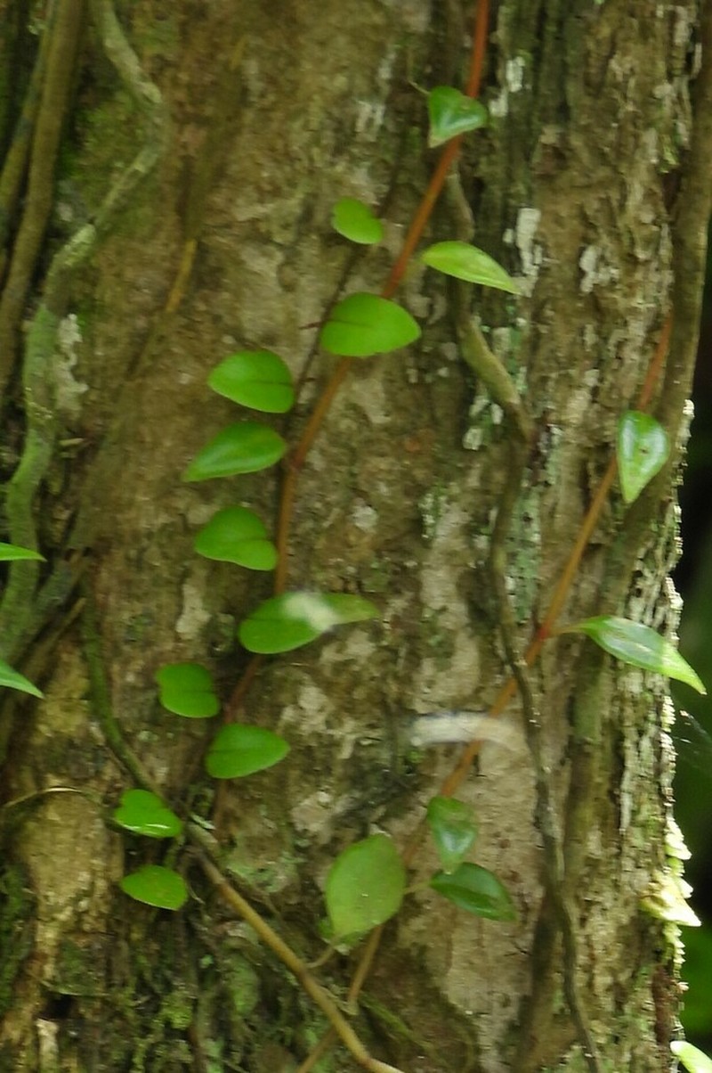 Microgramma reptans photo 4