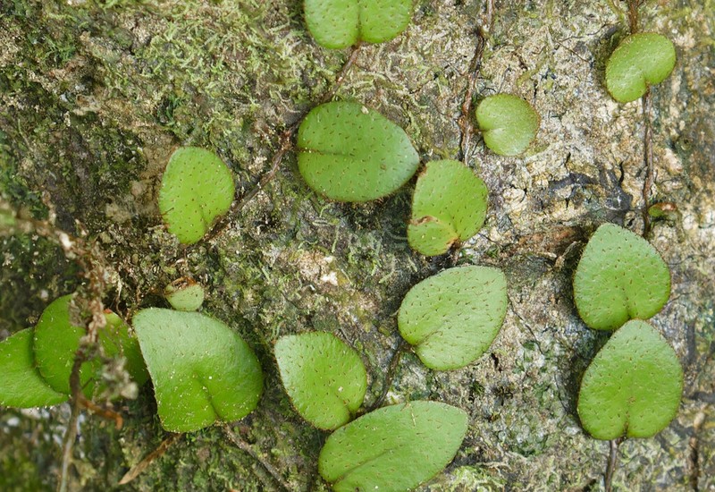 Microgramma reptans photo 5