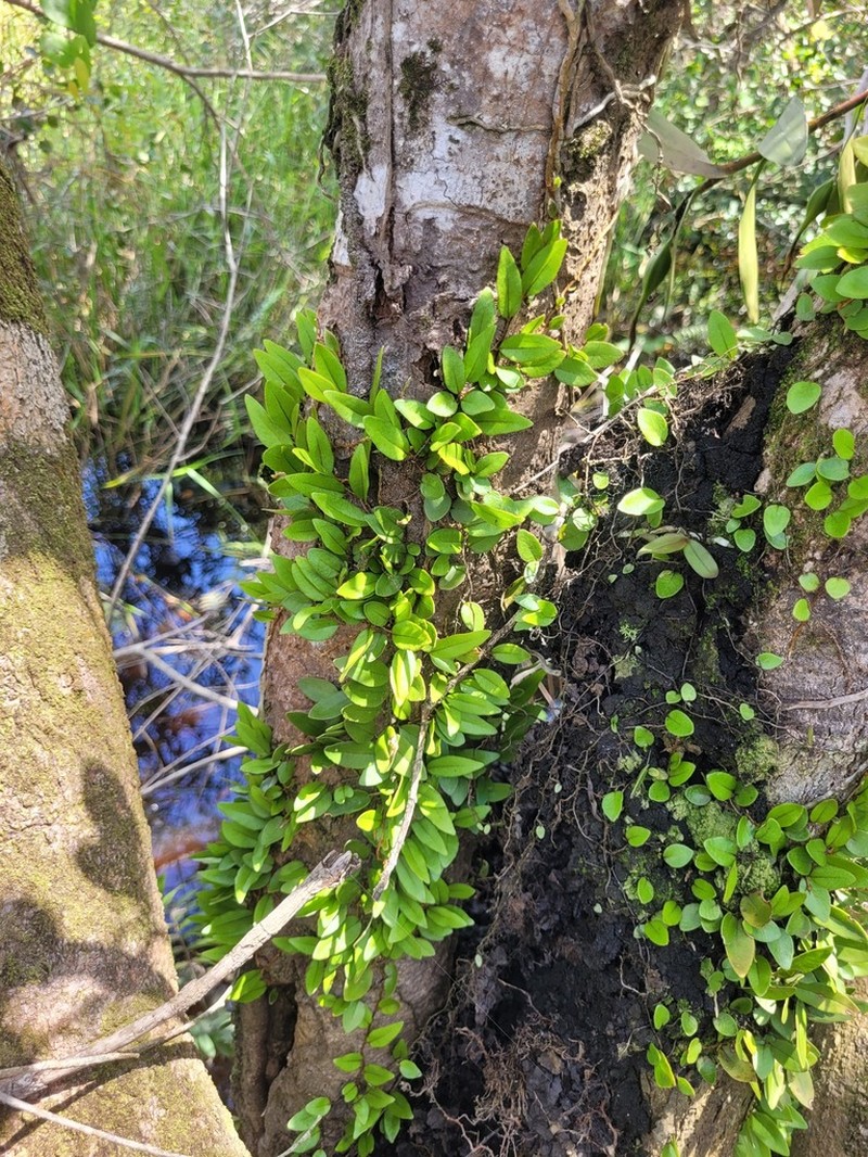 Microgramma reptans photo 6