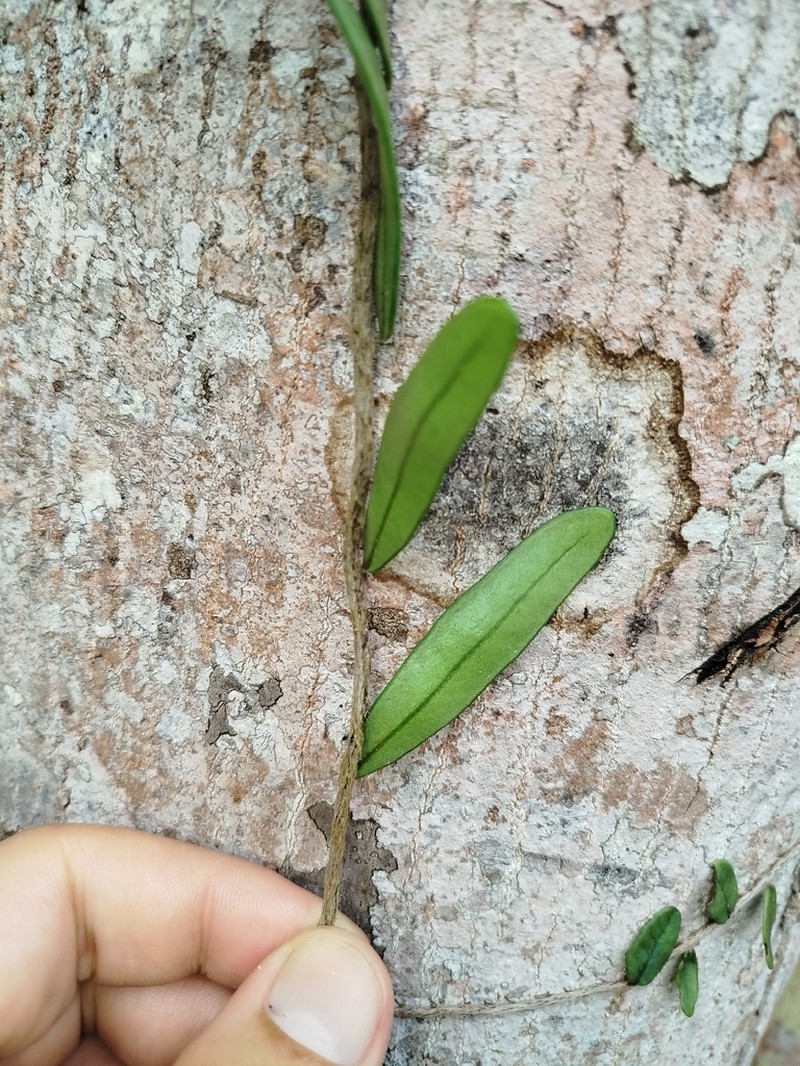 Microgramma reptans photo 7