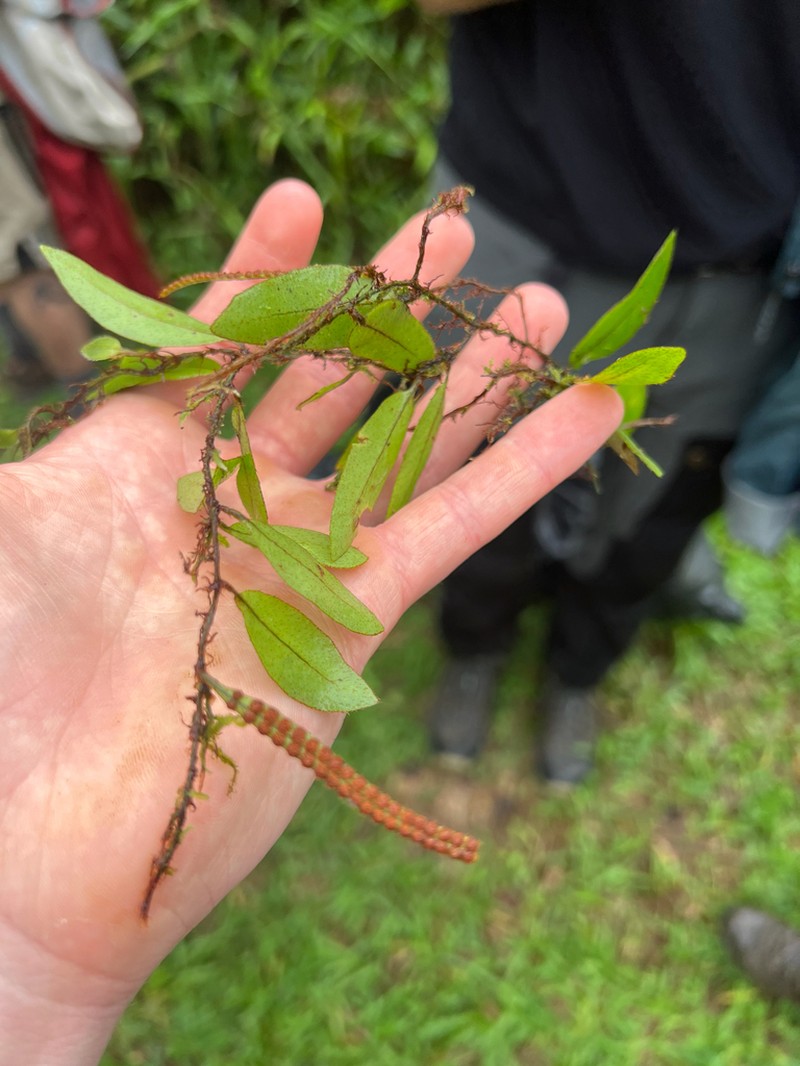 Microgramma reptans photo 8