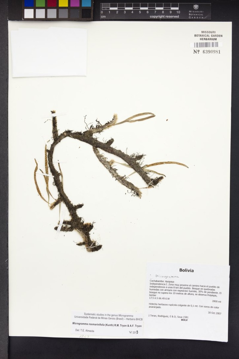 Microgramma rosmarinifolia
