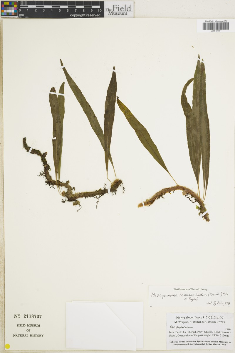 Microgramma rosmarinifolia photo 2